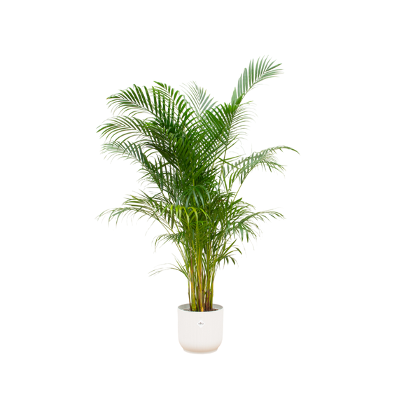 Combi deal - Areca palm 160 cm - Ø30 cm - in Elho Vibes Fold Round | Kamerplant