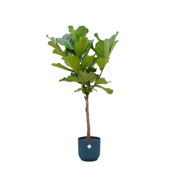 Ficus Lyrata op stam inclusief pot Elho Vibes Fold Round blauw 170 cm - Ø30