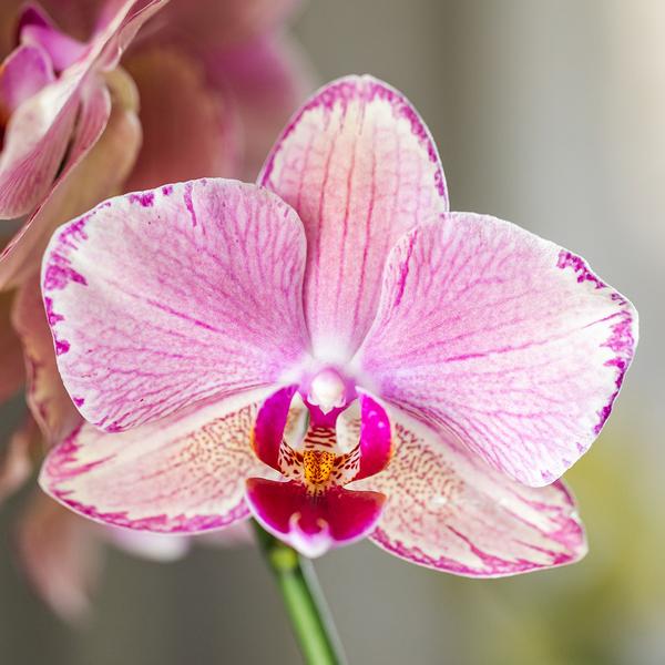 Orchidee | Oranje roze Phalaenopsis orchidee - Jewel Pirate Picotee - potmaat Ø12cm