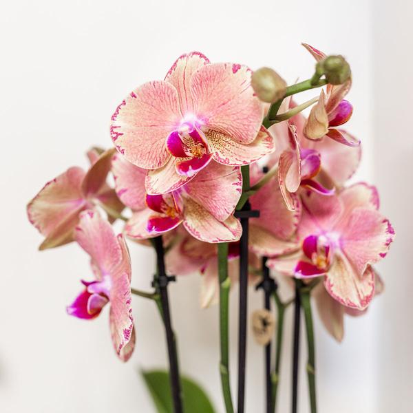 Orchidee | Oranje roze Phalaenopsis orchidee - Jewel Pirate Picotee - potmaat Ø12cm