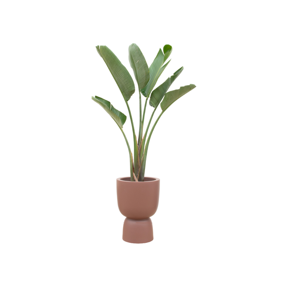 Strelitzia Augusta Inclusief Pot Elho Pure Coupe - 210 cm - Ø41 cm