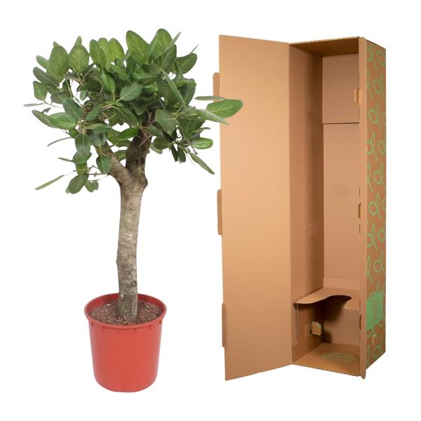 Ficus Benghalensis Boom - 150 cm - ø34 cm | Ficus - Grote Kamerplant