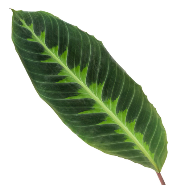 Calathea Warscewiczii - 80cm - Ø19cm | Calathea