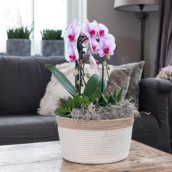 Orchidee | roze Phalaenopsis orchidee - Niagara Fall  - potmaat Ø12cm