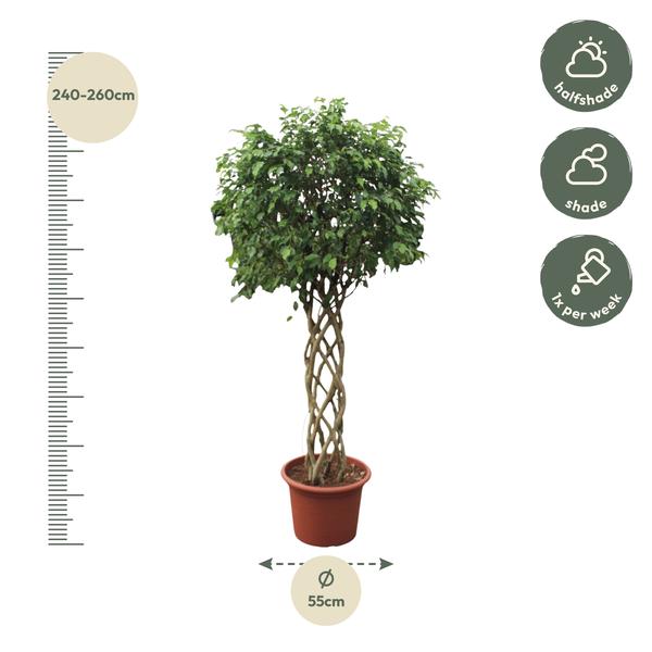 Ficus Benjamina Exotica gevlochten stam - 250 cm - ø55 cm | Ficus - Grote Kamerplant