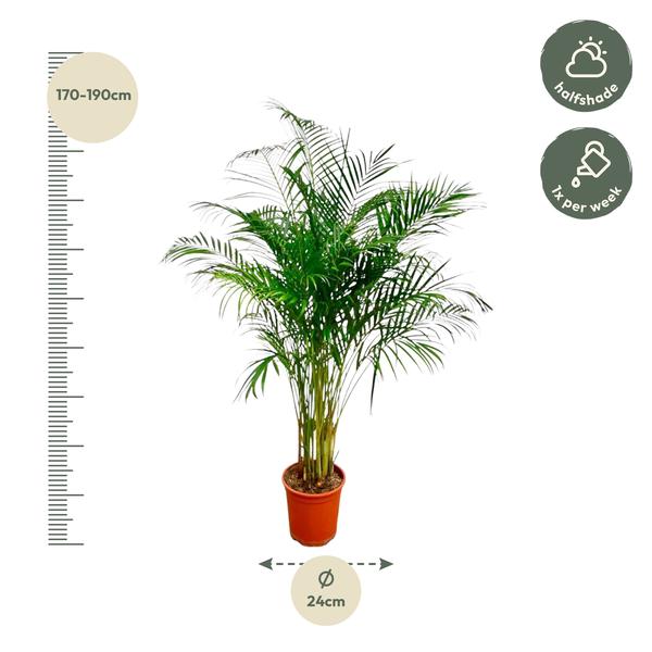 Areca Palm - (Dypsis Lutescens) - 170 cm - ø24 cm  | Grote kamerplanten