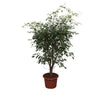 Ficus Benjamina Exotica vertakt - 150cm - ø40cm | Ficus - Kamerplanten