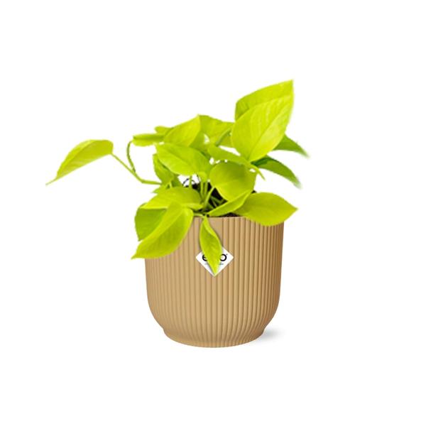 Epipremnum Pinnatum - 14 cm - in ELHO Vibes Fold | Golden Pothos