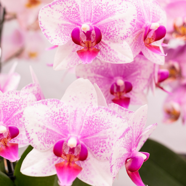 Orchidee | Roze Phalaenopsis orchidee - Mineral Rotterdam - potmaat Ø9cm