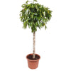 Ficus Amstel King - 180cm - ø40cm | Ficus - Grote Kamerplanten