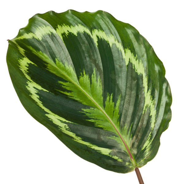 Calathea Medallion - 80cm - Ø19cm | Calathea