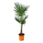 Trachycarpus Fortuneii - 150 cm - Ø25 cm | Winterharde Palm kopen