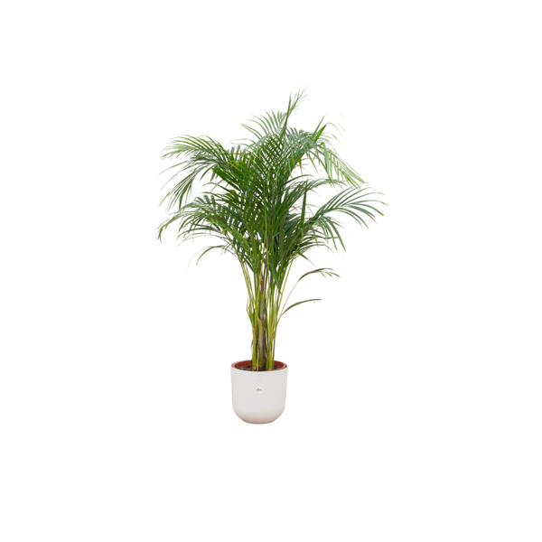 Combi deal - Areca palm - 140 cm - Ø26 cm - in Elho Jazz Round pot | Palm