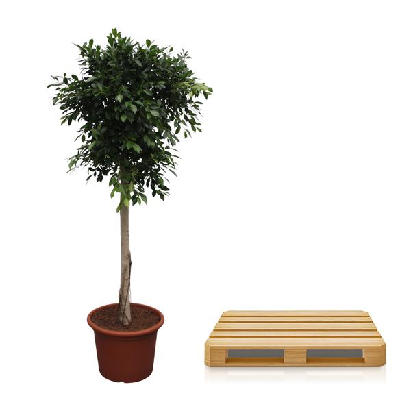 Ficus Nitida boom - 250 cm - ø55 cm  | Ficus - Grote Kamerplanten