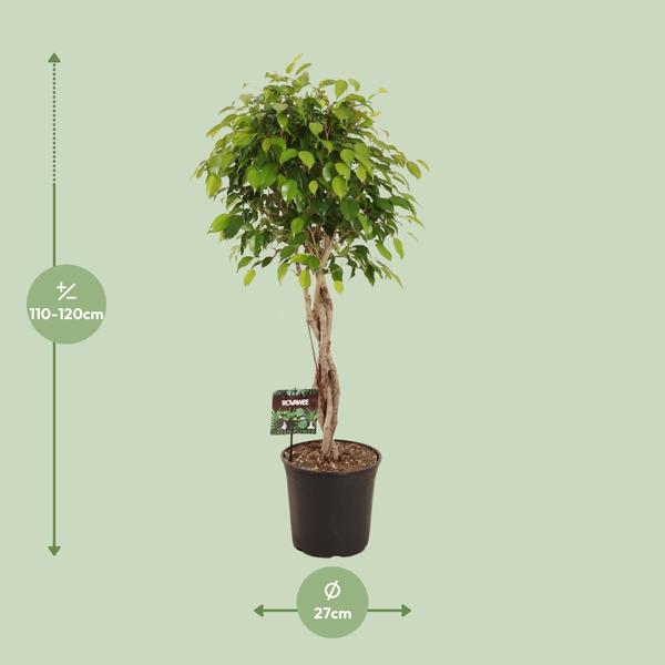 Ficus Benjamina Exotica - 120 cm - Ø27 cm | Ficus - Kamerplanten