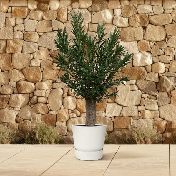 Nerium Oleander Bonsai - 190cm - ø45 - De Mediterrane Bonsai