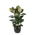 Ficus Elastica Robusta - 115cm - Ø27cm - in Boule pot | Ficus