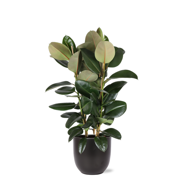 Ficus Elastica Robusta - 115cm - Ø27cm - in Boule pot | Ficus