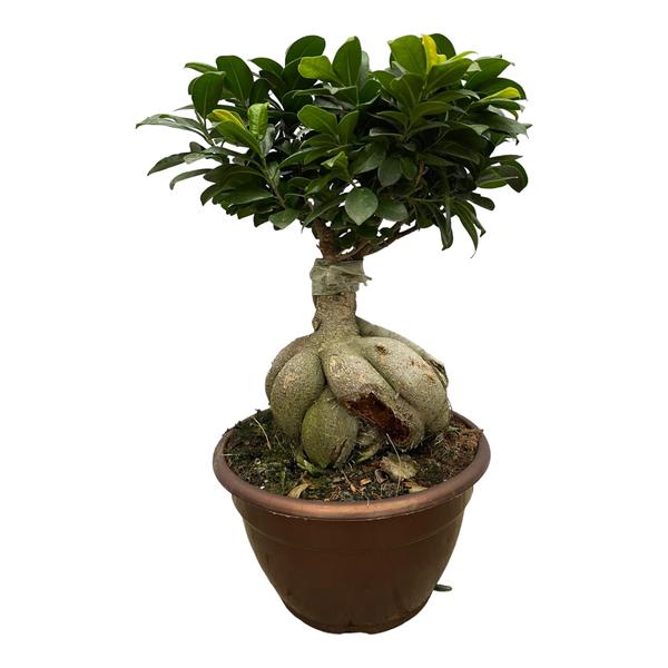 Ficus Microcarpa Ginseng - 50 cm - Ø25cm | Ficus - Kamerplant