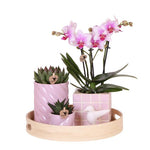 Orchidee | Gift Set Colourful Optimism Plantenset met roze Phalaenopsis Orchidee en Succulenten incl. sierpotten