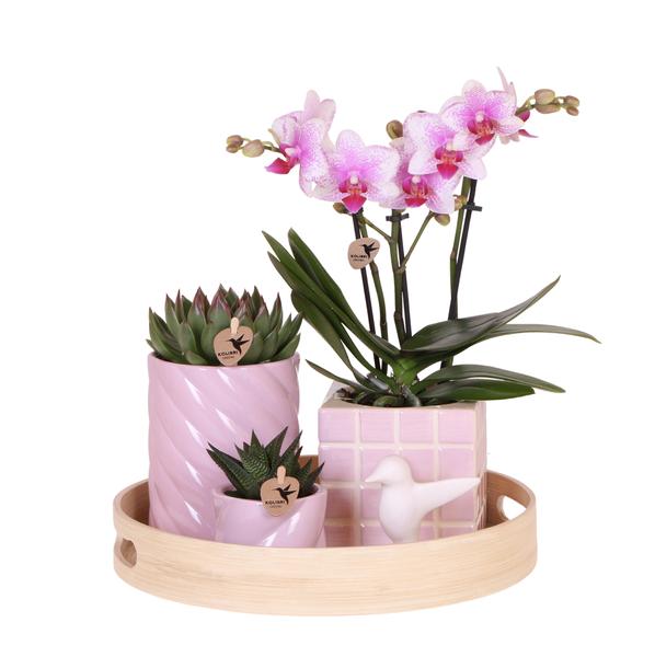 Orchidee | Gift Set Colourful Optimism Plantenset met roze Phalaenopsis Orchidee en Succulenten incl. sierpotten