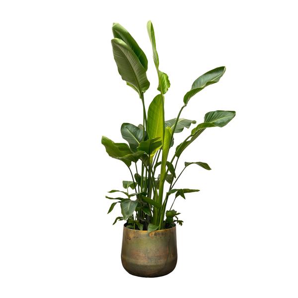 Strelitzia Nicolai de luxe XXL - 250cm - ø40 - zonder pot