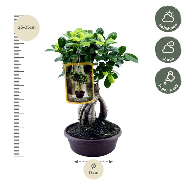 Ficus Microcarpa Ginseng - 30 cm - Ø17 cm | Ficus - Kamerplant