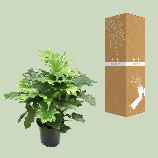 Philodendron Xanadu – 80 cm - Ø21 cm | Kamerplant - Vers van de Kweker