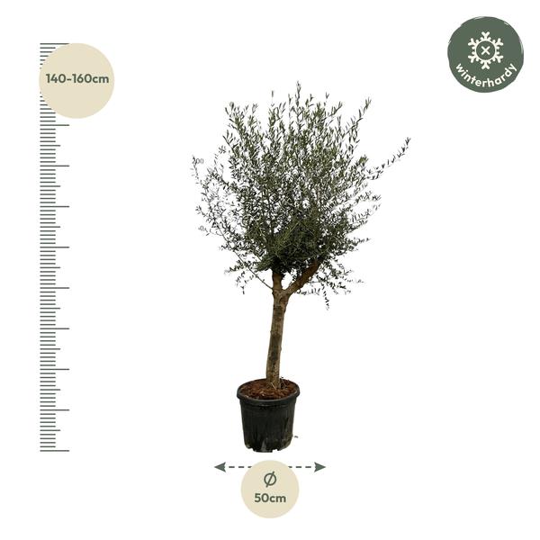 Olijfboom Olea Europaea Lorc - 200 cm - Ø45cm