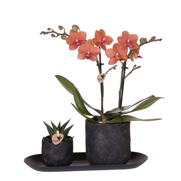 Orchideeën |  Plantenset - Oranje Phalaenopsis Orchidee Bolzano en Succulent + keramieken sierpotten op zwart dienblad