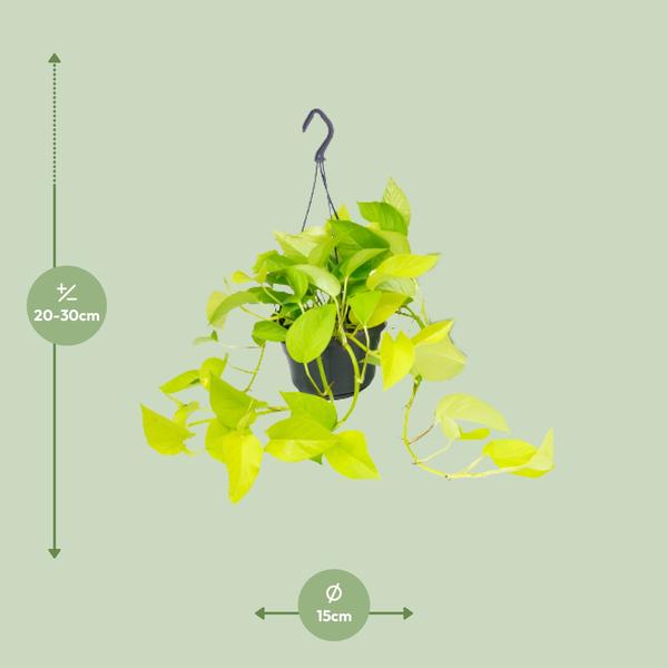 Epipremnum Pinnatum - Scindapsus - 20 cm - Ø15 cm met hanger | Golden Pothos