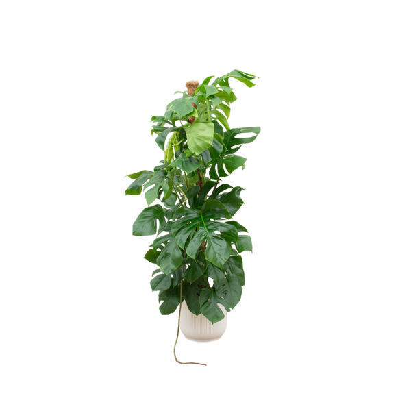 Monstera Pertusum | inclusief elho Vibes Fold Round - 150cm - Ø30 cm