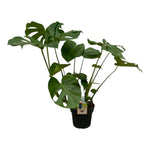 Monstera Deliciosa | verkrijgbaar in 2 maten - 75cm of 80cm - Ø21cm