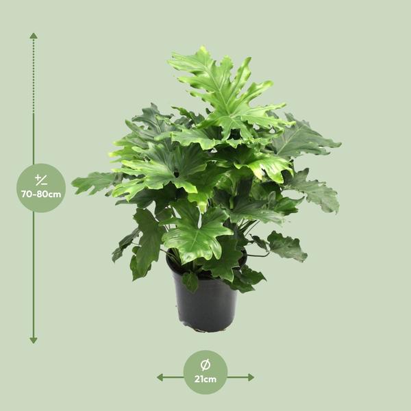 Philodendron Xanadu – 80 cm - Ø21 cm | Kamerplant - Vers van de Kweker