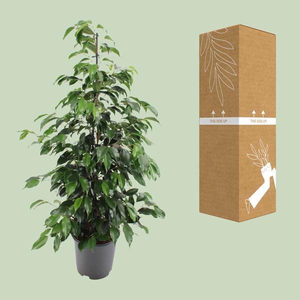 Ficus benjamina Danielle - 95 cm - Ø21 cm | Ficus - Kamerplanten