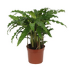 Calathea Bluegrass - 40 cm - Ø12cm | Calathea