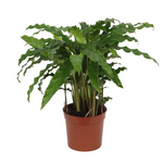 Calathea Bluegrass - 40 cm - Ø12cm | Calathea