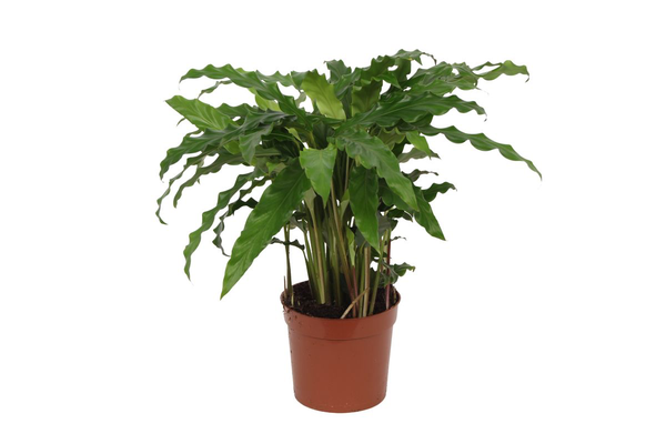 Calathea Bluegrass - 40 cm - Ø12cm | Calathea