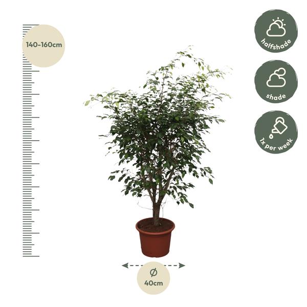 Ficus Benjamina Exotica vertakt - 150cm - ø40cm | Ficus - Kamerplanten