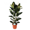 Ficus Elastica Robusta - 110cm - Ø24cm | Ficus - Rubberplant