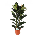 Ficus Elastica Robusta - 110cm - Ø24cm | Ficus - Rubberplant