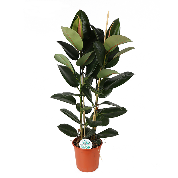 Ficus Elastica Robusta - 110cm - Ø24cm | Ficus - Rubberplant