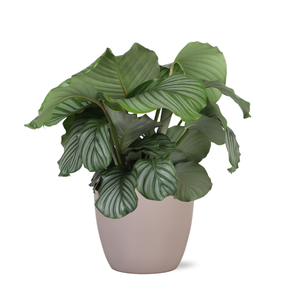 Calathea Orbifolia - 70cm - Ø21cm - in diverse kleuren Boule pot | Calathea