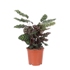 Calathea Makoyana - 70cm - Ø21cm | Calathea