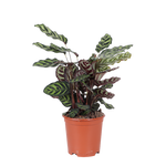 Calathea Makoyana - 70cm - Ø21cm | Calathea