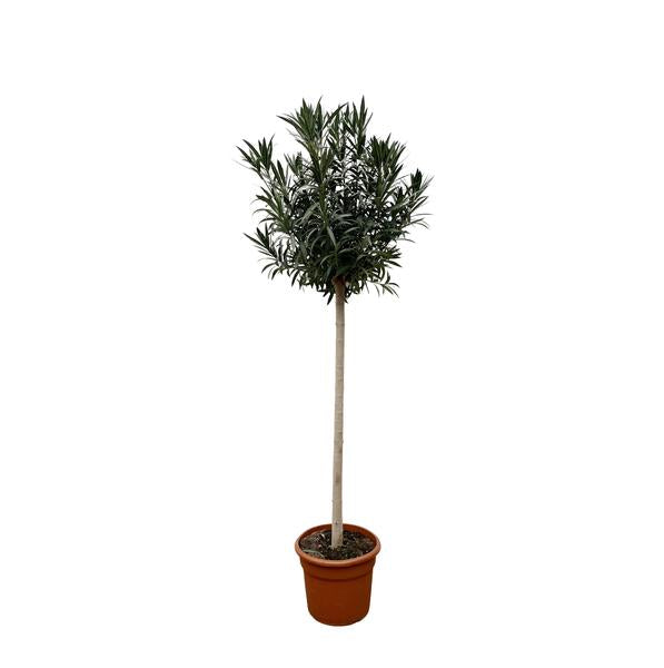 Nerium Oleander op stam met rode bloem - 170cm en 200cm