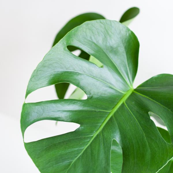 Monstera Deliciosa | in Lissabon mand wit of zwart - 50 cm - Ø17 cm