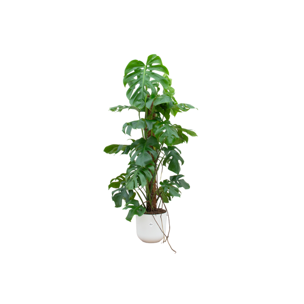 Combi deal - Monstera Pertusum - 120 cm - Ø26 cm - in Elho Jazz Round | Kamerplant