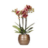 Orchidee | Geel rode Phalaenopsis orchidee - Spain + Bee pot - potmaat Ø9cm