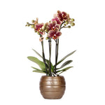 Orchidee | Geel rode Phalaenopsis orchidee - Spain + Bee pot - potmaat Ø9cm